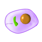 Rectangle