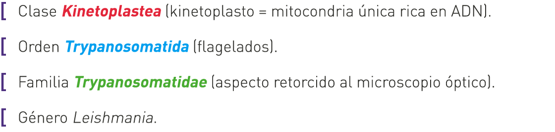 [ Clase Kinetoplastea (kinetoplasto = mitocondria única rica en ADN). [ Orden Trypanosomatida (flagelados). [ Familia...
