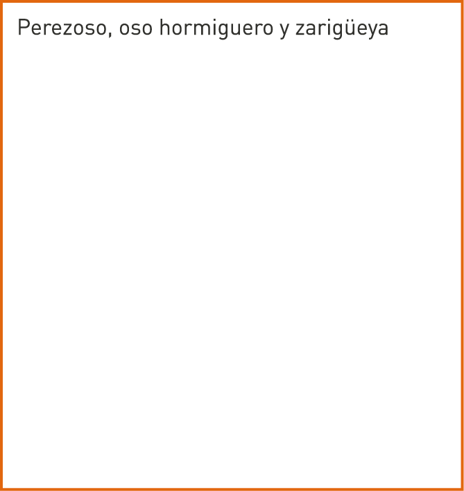 Perezoso, oso hormiguero y zarigüeya