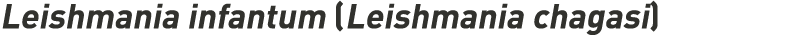 Leishmania infantum (Leishmania chagasi) 