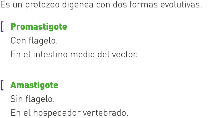 Es un protozoo digenea con dos formas evolutivas. [ Promastigote Con flagelo. En el intestino medio del vector. [ Ama...