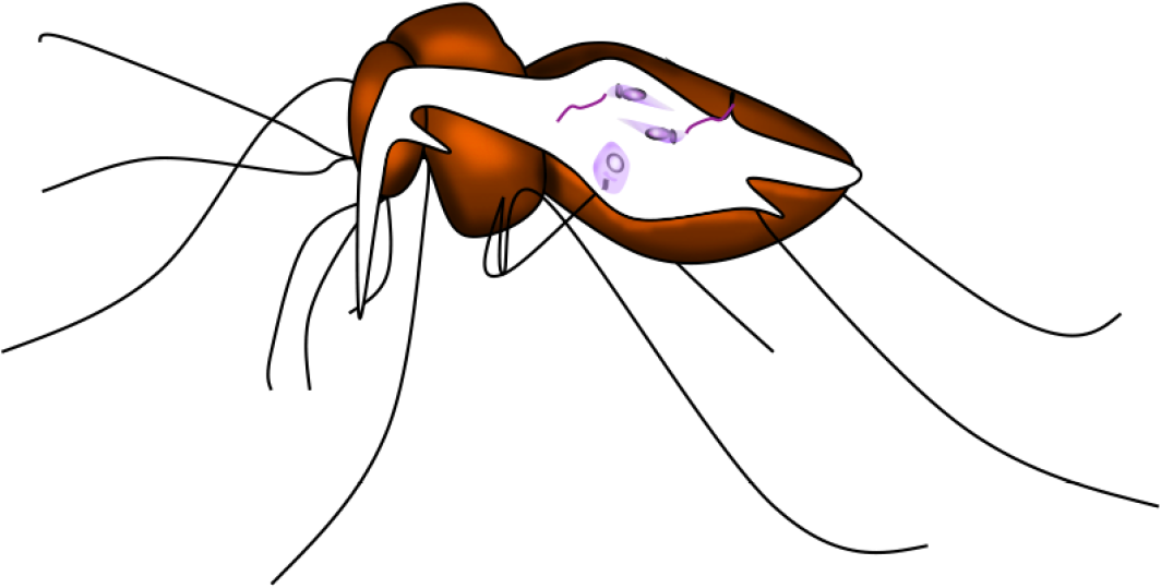 Rectangle