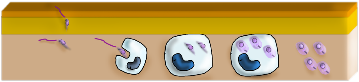 Rectangle