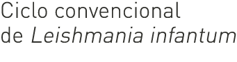 Ciclo convencional de Leishmania infantum