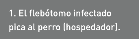 1. El flebótomo infectado pica al perro (hospedador).
