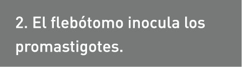 2. El flebótomo inocula los promastigotes. 