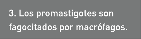 3. Los promastigotes son fagocitados por macrófagos. 