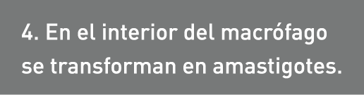 4. En el interior del macrófago se transforman en amastigotes.