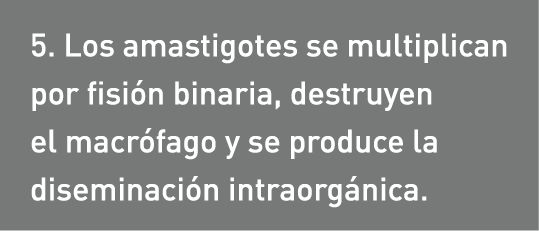5. Los amastigotes se multiplican por fisión binaria, destruyen el macrófago y se produce la diseminación intraorgánica.