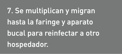 7. Se multiplican y migran hasta la faringe y aparato bucal para reinfectar a otro hospedador.