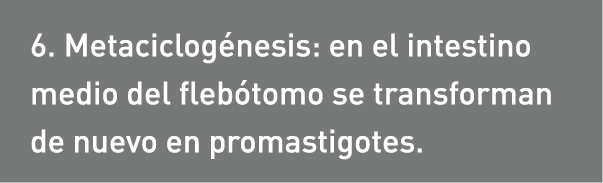 6. Metaciclogénesis: en el intestino medio del flebótomo se transforman de nuevo en promastigotes.