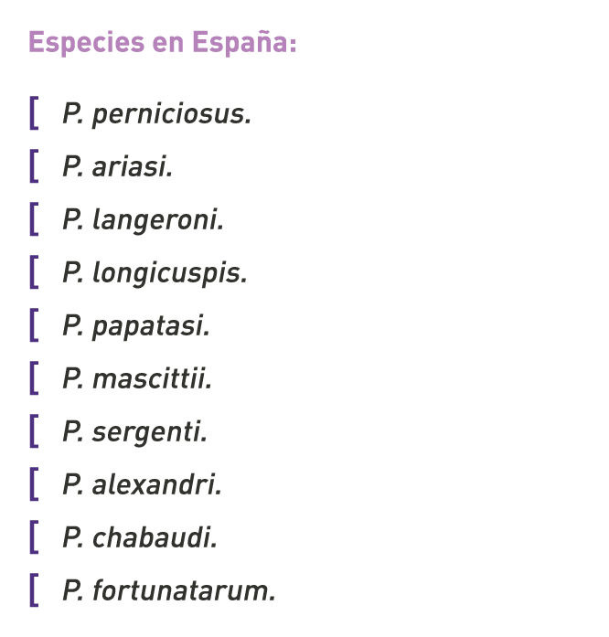 Especies en España: [ P. perniciosus. [ P. ariasi. [ P. langeroni. [ P. longicuspis. [ P. papatasi. [ P. mascittii. [...