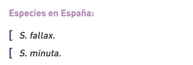Especies en España: [ S. fallax. [ S. minuta.