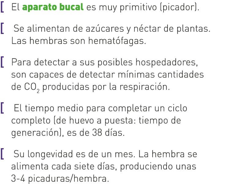 [ El aparato bucal es muy primitivo (picador). [ Se alimentan de azúcares y néctar de plantas. Las hembras son hemató...