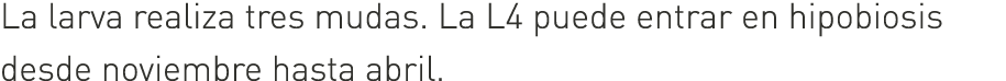 La larva realiza tres mudas. La L4 puede entrar en hipobiosis desde noviembre hasta abril.