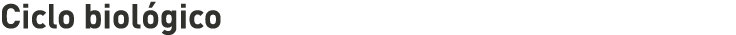 Ciclo biológico 