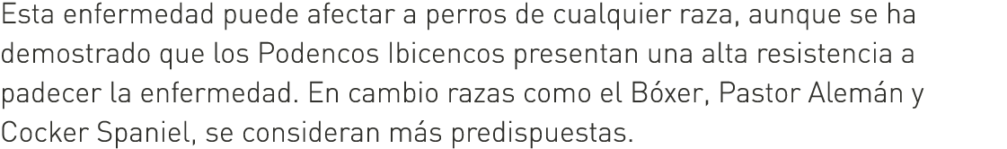 Esta enfermedad puede afectar a perros de cualquier raza, aunque se ha demostrado que los Podencos Ibicencos presenta...